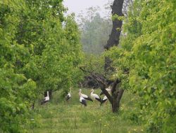 Baharın Habercisi Leylekler Bursa Ovasını Süslüyor