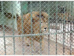 Aslan Baron İçin Yurtdışında Acil Eş Aranıyor