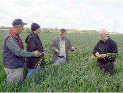 Trakya’da Buğday Verimi Dünya Ortalamasının Üzerinde