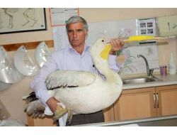 Enfeksiyon Kapan Pelikan Koruma Altına Alındı