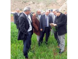 Temel, Tarım Alanlarını İnceledi