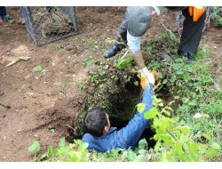 Yavru Domuzları Kurtarma Operasyonu