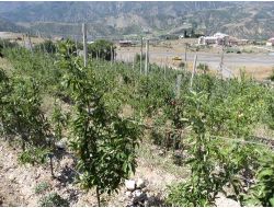 Niğde'de Elma Bahçesi 200 Bin Dekara Ulaştı