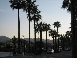 Marmaris'te 10 Bin Palmiye Tehdit Altında