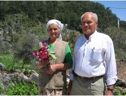 Marmaris'te Ayı Gülleri Çiçek Açtı