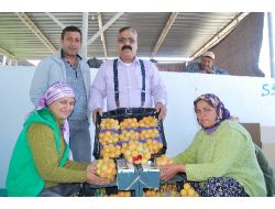 Mut 20 Bin Ton İhracat Yapacak