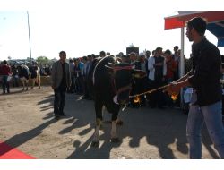 Diyarbakır'ın En Güzel Mandası Seçildi