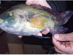 Tirebolu'da Ağlara Takılan Bordo-mavi Balık Şaşırttı
