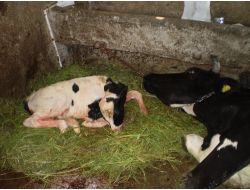 İNEĞE SEZARYEN YAPILDI