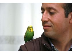 Muhabbet Kuşu Sofi, İhlas Suresini Eksiksiz Okuyor