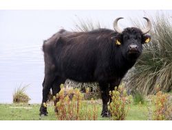 Manda Sütünün Taliplisi Artıyor, Üretim 4 Kat Artacak