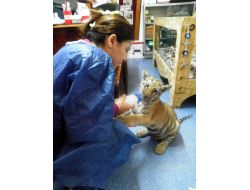 Bakıcı Annenin Büyüttüğü Yavru Kaplan, Kafese Taşınıyor