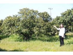 'Sakız Ağacı Konusunda 40 Yıldır 40 Santim Yol Gidemiyoruz'