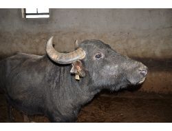 Manda Üretimine Hibe Desteği