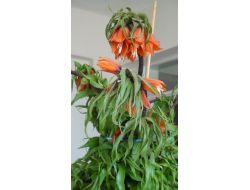 Ters Lale Kaçakçılarına Karşı Mücadele Başlatıldı