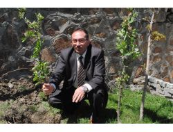 Hakkarili Çiftçiye 10 Bin Meyve Fidanı