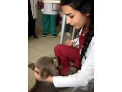 Mezarlıkta Donmak Üzereyken Bulunan Yavru Ayı Sağlık Kontrolünden Geçti