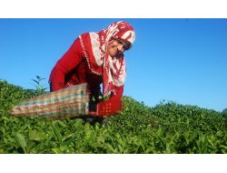 Doğu Karadeniz’de Yaş Çay Alım Sezonu Başlıyor
