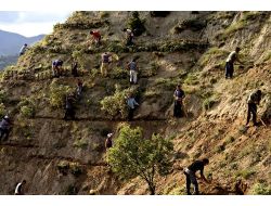 Bakanlık, 400 Baraja Orman Kuracak!