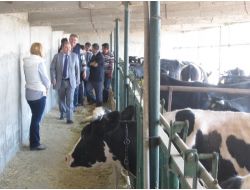 Köylüler Gebe Düvelerine Kavuştu