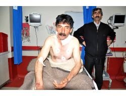 Muş'ta Aç Kurtlar 5 Kişiyi Yaraladı