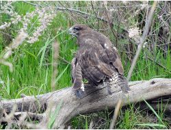 Tedavileri Tamamlanan Şahinler Doğaya Salındı