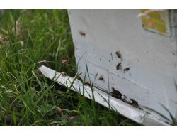 Yozgat'ta Arılar İlkbahar Bakımı Yapılarak Yaylıma Çıkarıldı