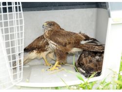 İzmir'de 5 Şahin Doğaya Salındı