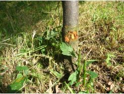 Çim Biçme Tırpanları Ağaçları Kurutuyor