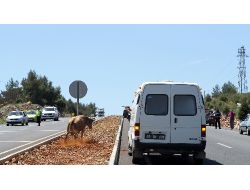 Muğla Zabıtası’ndan ‘sarıkız’ Operasyonu