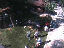 Piknik Alanındaki Ağaç Faciası Kamerada