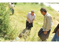 Kamyon Keçi Sürüsüne Çarptı: 80 Keçi Telef Oldu, 30'u Yaralandı