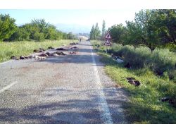 Muz Yüklü Kamyon Sürüye Çarptı, 120 Hayvan Telef Oldu