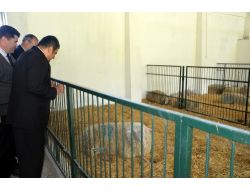 Çomü, Süt Koyunculuğunda Marka Olmayı Hedefliyor