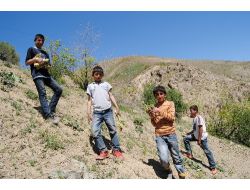 Yüksekova'da Her Derde Deva Bitki Uçkun Toprakta Kendini Gösterdi