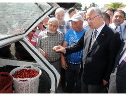 Kirazda Rekolte Düştü, Sofralara Pahalıya Gelecek