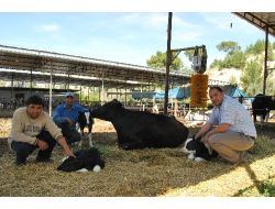 Mut'ta Üçüz Doğum Yapan İnek Sahibini Sevince Boğdu