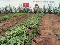 Somali’de İlk Kavun Ve Patlıcanlar Yetişmeye Başladı