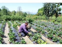 Karadeniz Çileği Pazara Çıkmadan Tarlada Satılıyor