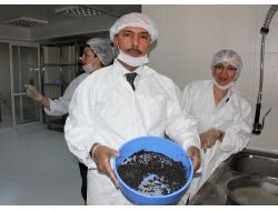 Adana’dan Dünyaya Mersin Balığı Havyarı İhracatı