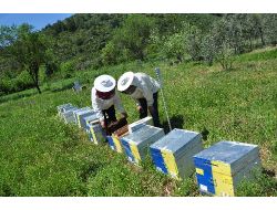 Muğla Arısının Irkı Islah Projesi İle Korunuyor