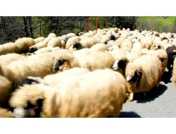 Giresun Yaylaları Şenleniyor