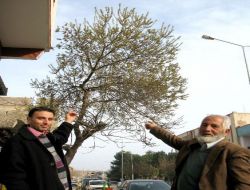 Dişbudak Ağacı Ocak Ayında Yaprak Açtı