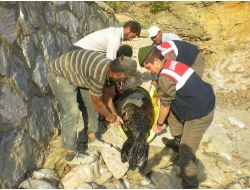 Duman İsimli Fok, Denizden Çıkarılarak Morga Götürüldü (Özel)