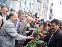 Belediye Organik Domates Fidesi Dağıtacak