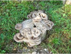 Çiftçiler Atalarından Kalma Ürün Yerine Teşvikli Ürünleri Yetiştiriyor