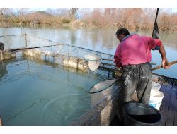 Manavgat İç Sularında Balık Avı Yasaklandı
