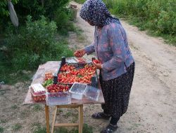 Adana’da Kiraz Hasadı Başladı