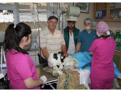 Doğumda Kalça Kemiği Kırılan 2 Günlük Buzağıya Platin Takıldı