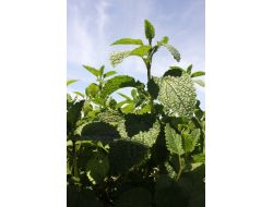 Adana’dan Almanya’ya Tıbbi Aromatik Bitki İhracatı